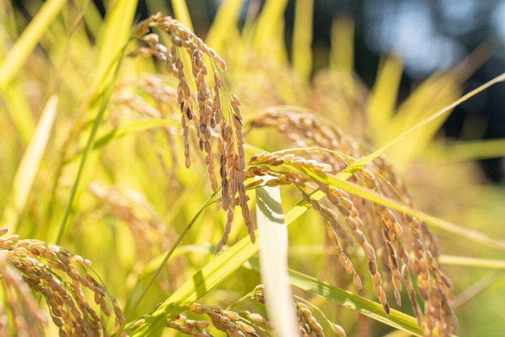 高価値 FARM1739とは？ - 農地所有適格法人(株)FARM1739 文化、民俗